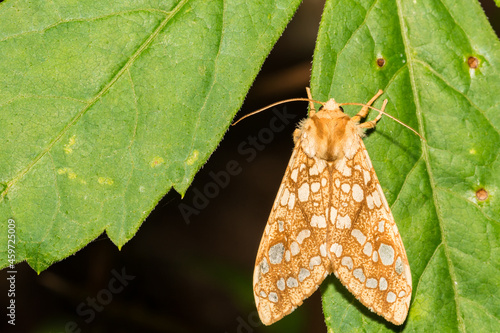 Φωτογραφία Hickory Tussock Moth (Lophocampa caryae)