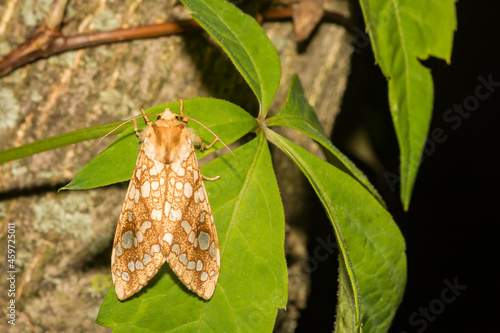 Hickory Tussock Moth (Lophocampa caryae) photo