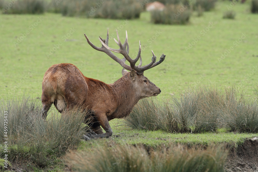 Cerf, Cervus elaphus Cerf, Cervus elaphus