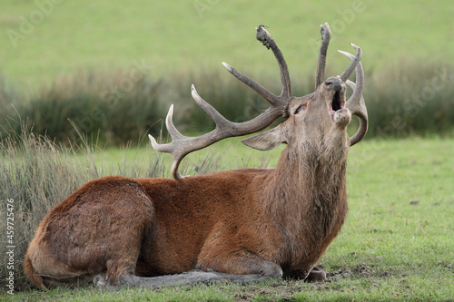 Cerf, Cervus elaphus
