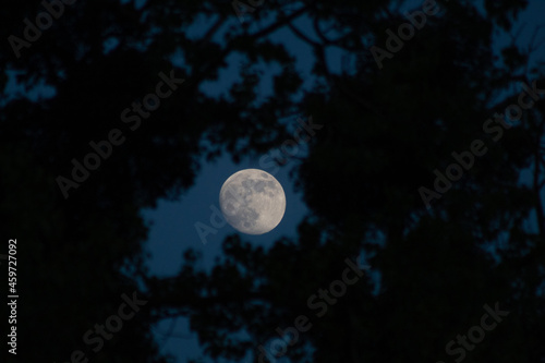 Waxing Moon between the trees