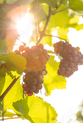 Reife Weintrauben am Weinstock im Gegenlicht