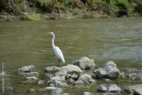 white heron in the water