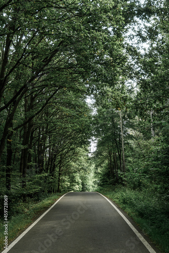 Road in the middle of forest nearby Děkovka, Czech republic