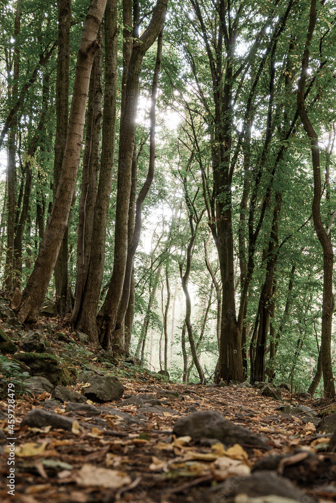Forest in Czech Central Highlands