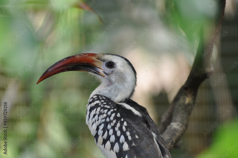 Obraz premium Hornbill