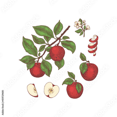 Apple colorful botanical illustration. Engraved style. 