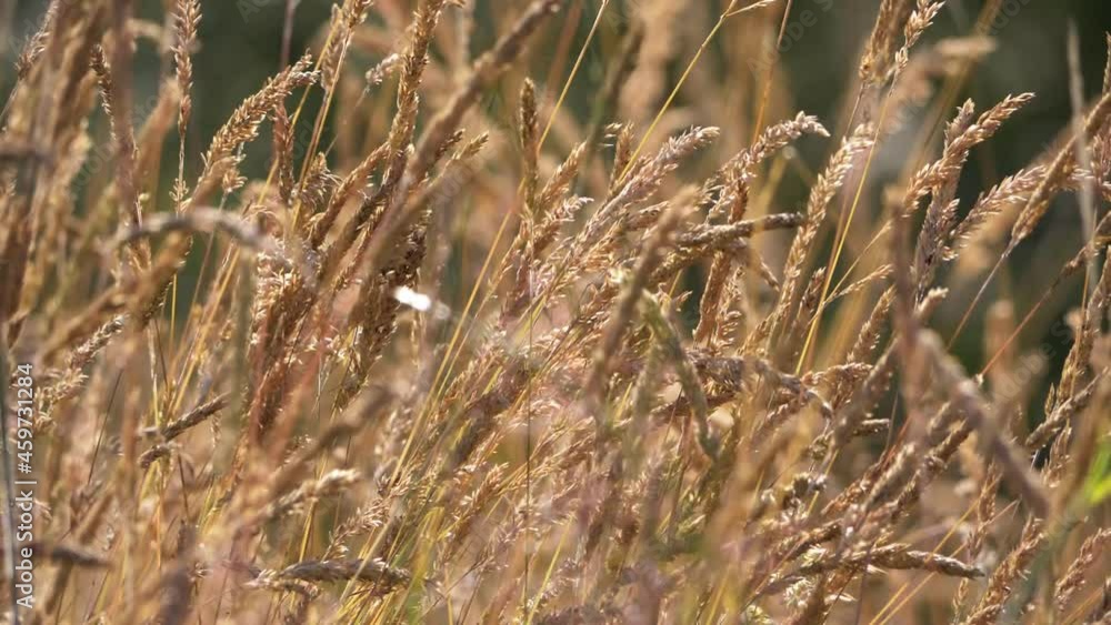 Dry tall grass blows in summer breeze Dry tall grass blows in summer breeze