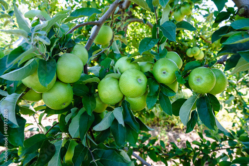 Tablou pe pânză Green apples in tree ready for apple picking