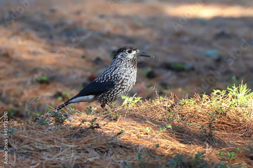 Nucifraga caryocatactes. The nutcracker stands on the ground in the autumn forest © pisotckii