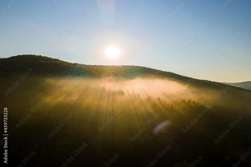 Vibrant foggy morning over dark forest trees at bright summer sunrise. Amazingl scenery of wild woodland at dawn.