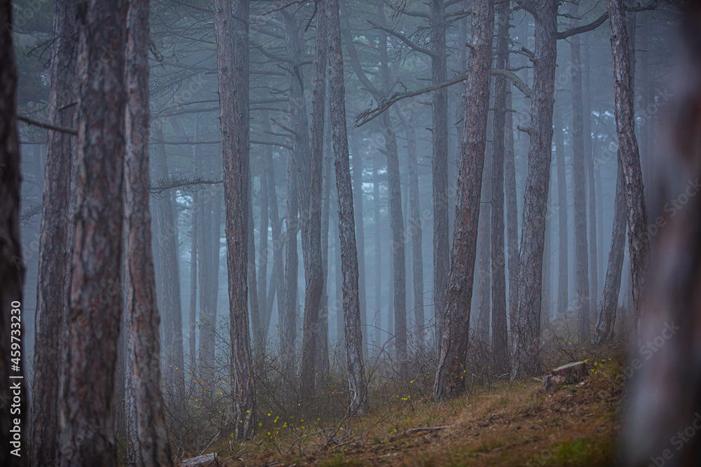 Naklejka premium misty autumn forest in the morning