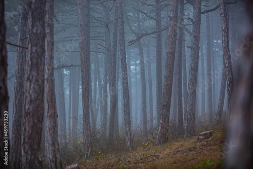 misty autumn forest in the morning 