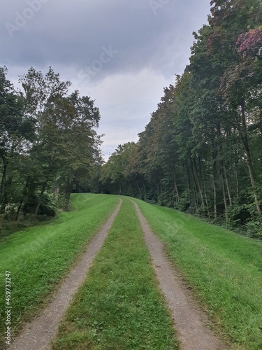path in the forest