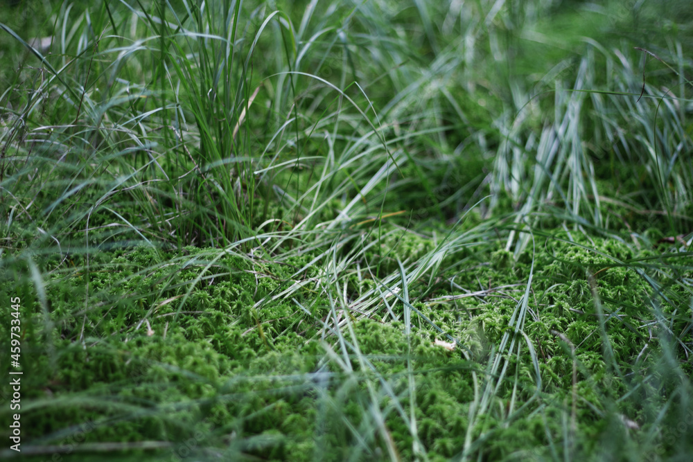 Grass background. Green grass close-up. Juicy grass in the forest. Copy space. Texture of green grass on the field Grass background. Green grass close-up. Juicy grass in the forest. Copy space. Texture of green grass on the field