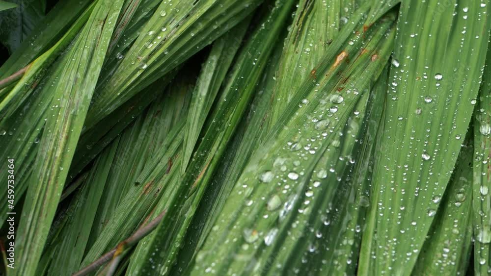 Raindrops on long grass reeds Raindrops on long grass reeds