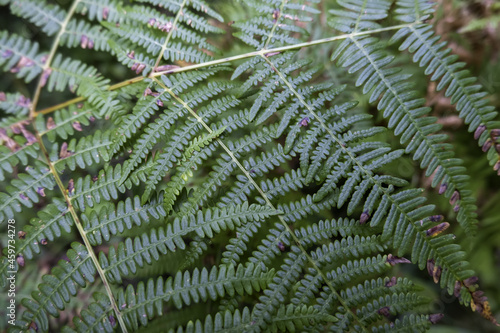Wallpaper Mural Green ferns in the field Torontodigital.ca