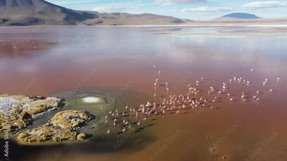 Pink birds in beautiful landscape and volcanos, Bolivia Pink birds in beautiful landscape and volcanos, Bolivia