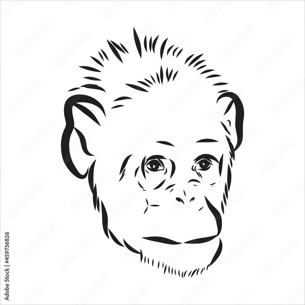Hand drawn sketch style illustration of monkey face. Chinese zodiac sign. Young Chimpanzee. Vector illustration. Hand drawn sketch style illustration of monkey face. Chinese zodiac sign. Young Chimpanzee. Vector illustration.