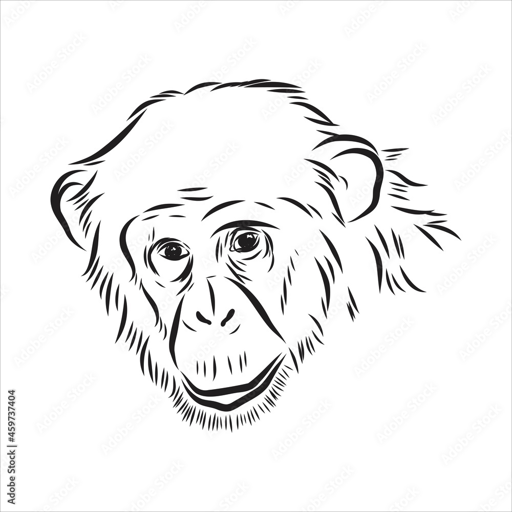 Fototapeta premium Hand drawn sketch style illustration of monkey face. Chinese zodiac sign. Young Chimpanzee. Vector illustration.