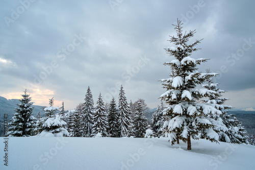 Moody landscape with pine trees covered with fresh fallen snow in winter mountain forest in cold gloomy evening.