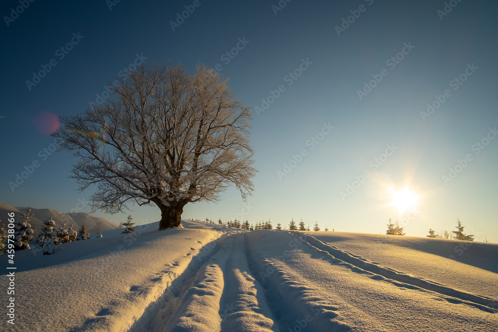 Moody landscape with footpath tracks and dark bare trees covered with fresh fallen snow in winter mountain forest on cold misty morning. Moody landscape with footpath tracks and dark bare trees covered with fresh fallen snow in winter mountain forest on cold misty morning.