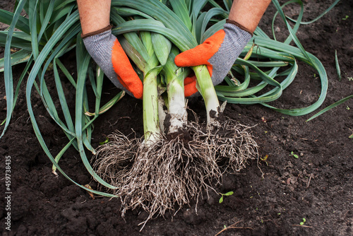 A man holds a fresh harvested leek on the background of the earth close-up. Harvesting leeks photo