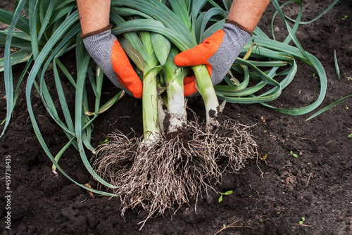 Cuadro en lienzo A man holds a fresh harvested leek on the background of the earth close-up