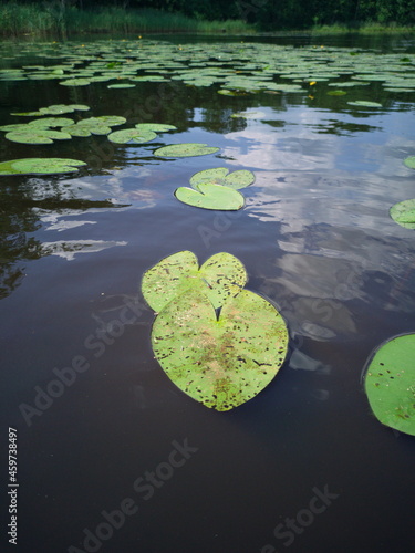 Water lilies in the lake. Pond in summer.