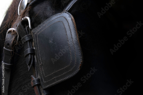 Detail of the head of a black Friesian horse with leather blinkers. Blinders ensure that horses are not startled by what they see happening around them. Focus on the stitching. Copy space © Henk Vrieselaar