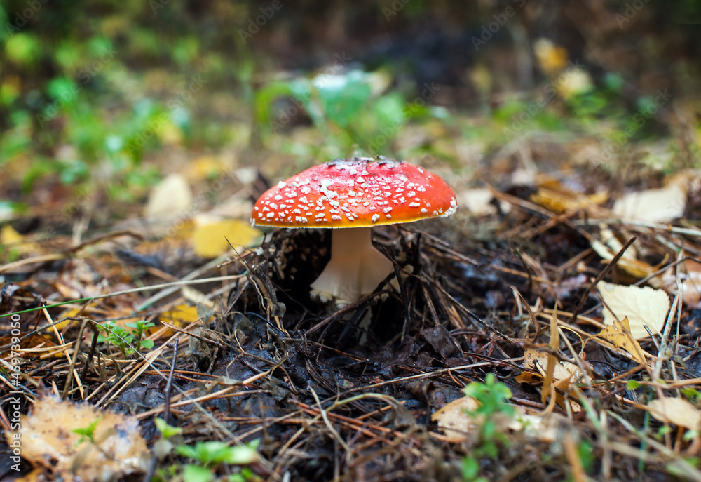 A beautiful red fly agaric grows in the autumn rainy forest. Center of the frame. Soft focus A beautiful red fly agaric grows in the autumn rainy forest. Center of the frame. Soft focus