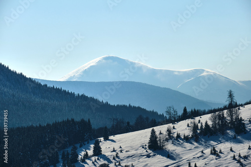 Winter landscape with spruse trees of snow covered forest in cold mountains. © bilanol