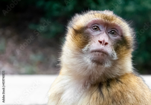 Close-up of a free-ranging macaque monkey with soft background blur