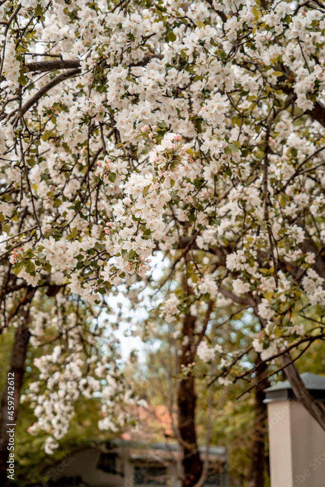 White cherry flowers on spring tree (1038)