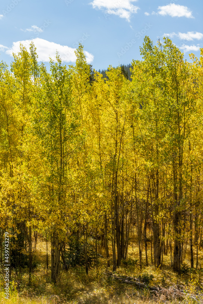 Fototapeta premium Yellow and green aspen trees on the mountainside along Guanella pass road of Colorado