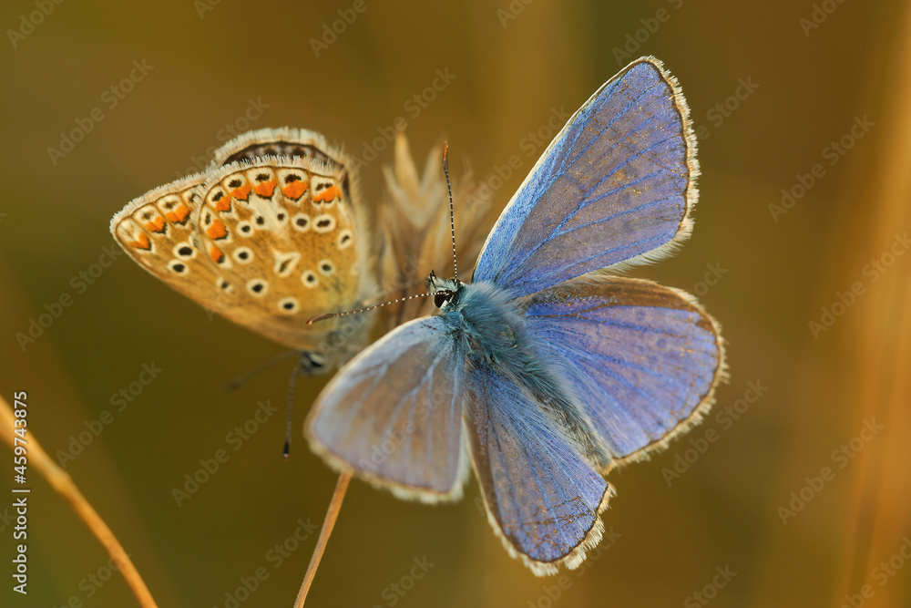 Closeup on 2 colorful Icarus blue butterflies ,Polyommatus icarus, trying to mate Closeup on 2 colorful Icarus blue butterflies ,Polyommatus icarus, trying to mate