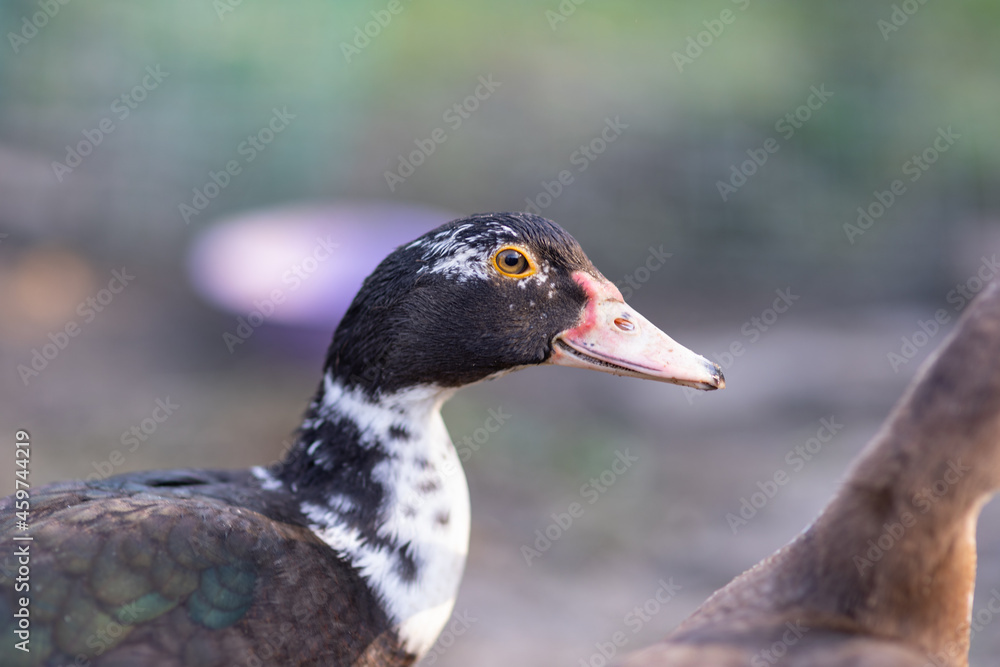 Obraz premium Ducks in a pen