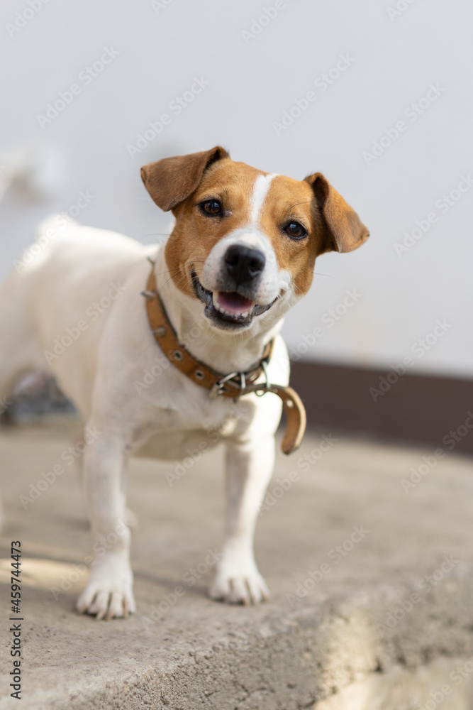 dog portrait near the house