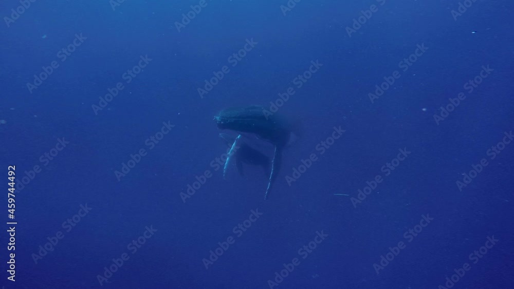 Close-up whale underwater in pure transparent water of Pacific Ocean in Tonga Polynesia. Close-up whale underwater in pure transparent water of Pacific Ocean in Tonga Polynesia.