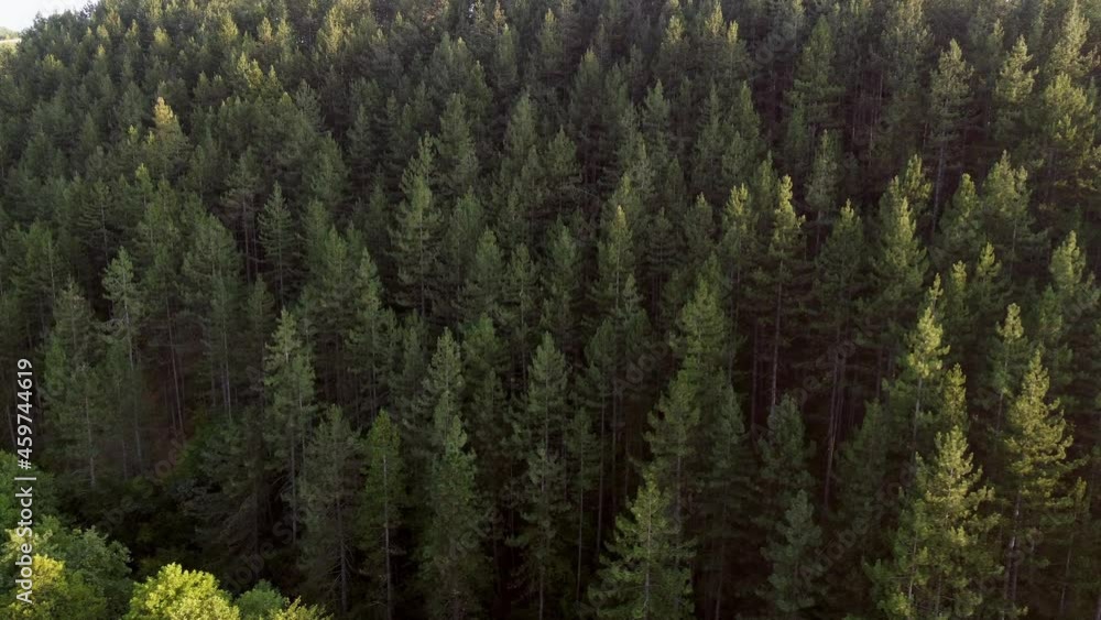 Flying over pine tree forest, birds eye view drone footage, cinematic shot Flying over pine tree forest, birds eye view drone footage, cinematic shot