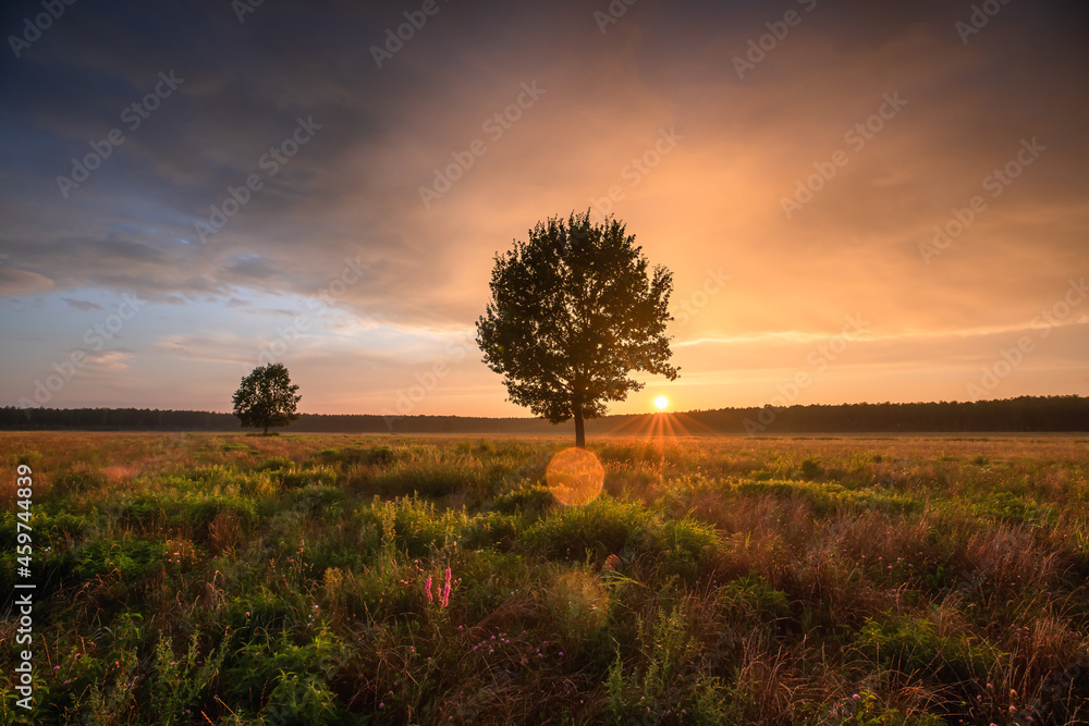 Summer meadow with lone tree at the sunset.