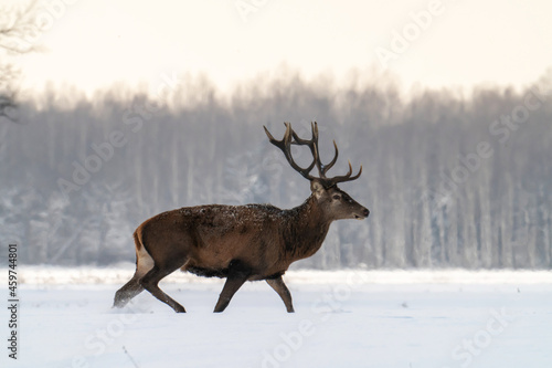 Powerful adult nobel deer walking in snowy winter forest.