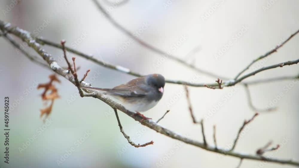 Dark-eyed junco small cute bird perched closeup sitting back perching on tree during winter snow in Virginia puffed up in cold with pink beak flying away Dark-eyed junco small cute bird perched closeup sitting back perching on tree during winter snow in Virginia puffed up in cold with pink beak flying away