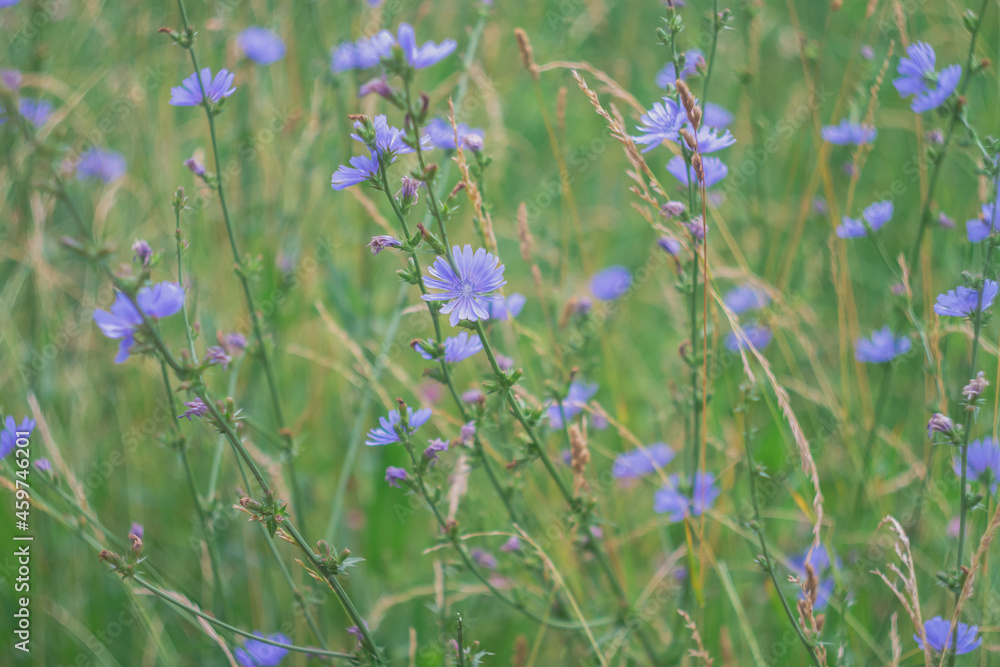 A glade with delicious blue chicory flowers, an azure flower blooming in a meadow A glade with delicious blue chicory flowers, an azure flower blooming in a meadow