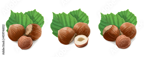 Hazelnuts with leaves on white background. Vector Illustration.
