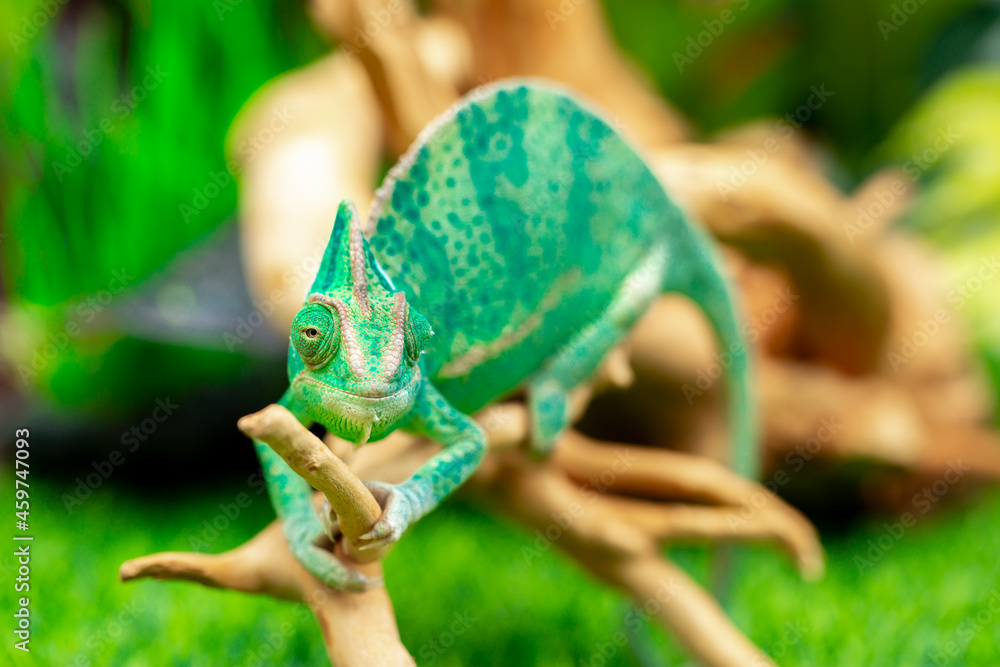 Fototapeta premium Chameleon close up. Multicolor beautiful reptile with colorful bright skin on a background of grass and leaves. Disguise and bright skins concept. Exotic tropical pet in its natural environment.