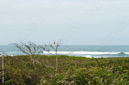 praia passaro arvore