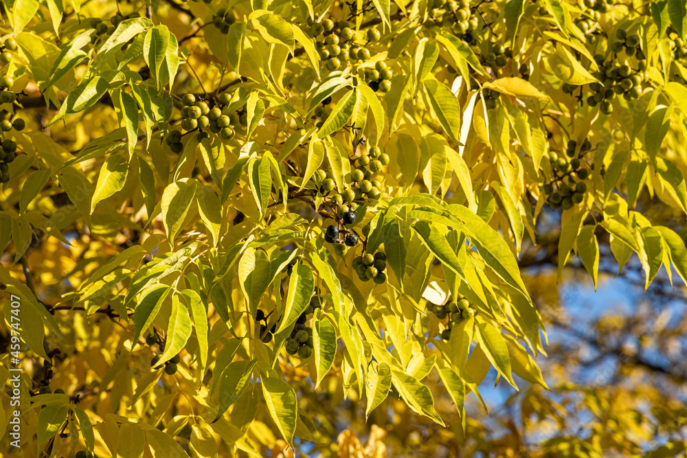 Fototapeta premium Bright beautiful yellow texture of Phellodendron amurense or Sakhalin Cork Tree leaves with black fruit is on the blue sky background in the park in autumn
