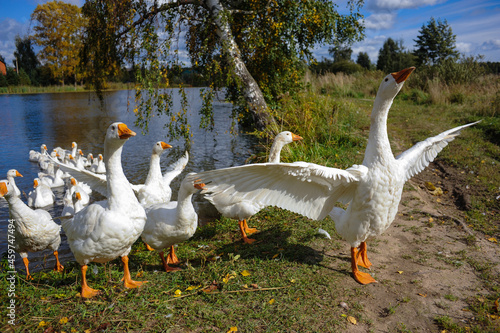 Domestic geese come ashore from the water