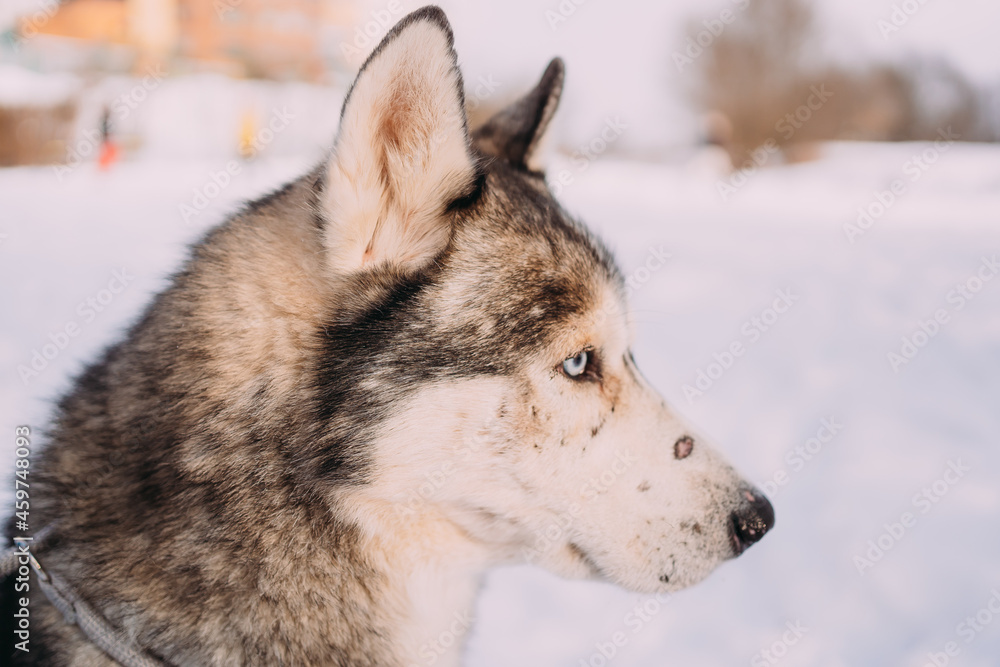 The muzzle of a Husky dog on the street in winter. A close-up photo of the dog's muzzle. The dog looks away, against the background of a winter park and snow. The dog looks like a wolf